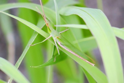 东方长头蝗（Syoryo batta）