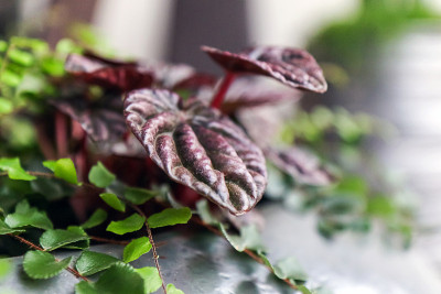 Peperomia caperata(原产于巴西)特写和一个繁荣的花盆中模糊的背景上的一个脾。软的焦
