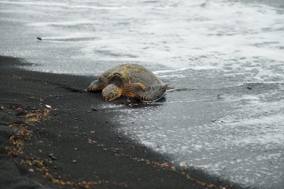 在夏威夷大岛的黑色沙滩上的海龟