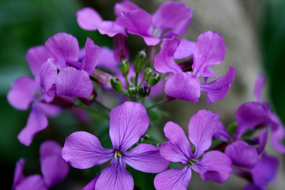 鲜花