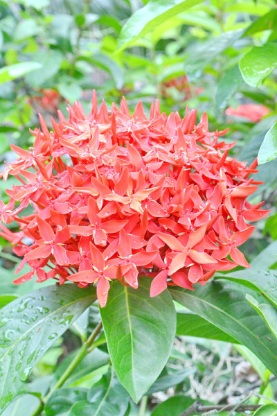 红伊佐拉，西印度茉莉花伊佐拉品种