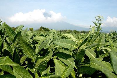烟草种植园