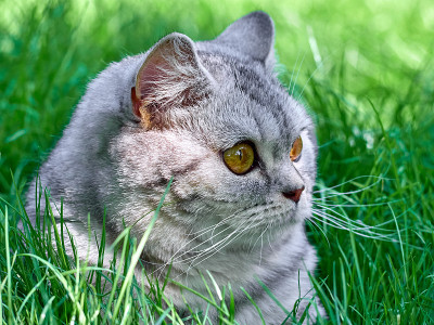 草丛里的小猫。