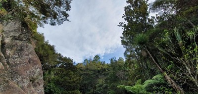 戈尔迪布什步道，Muriwai和亨加地区，奥克兰，新西兰