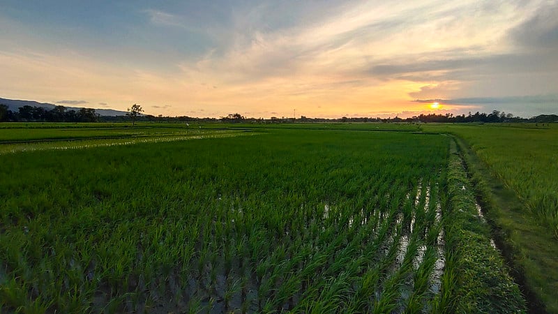 Ricefield