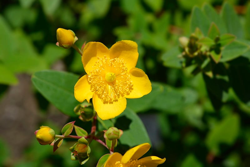 圣Johns-wort Hidcote