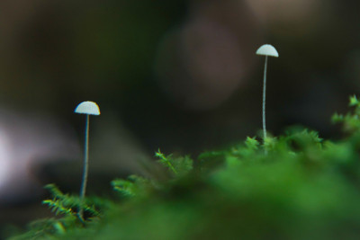 蘑菇