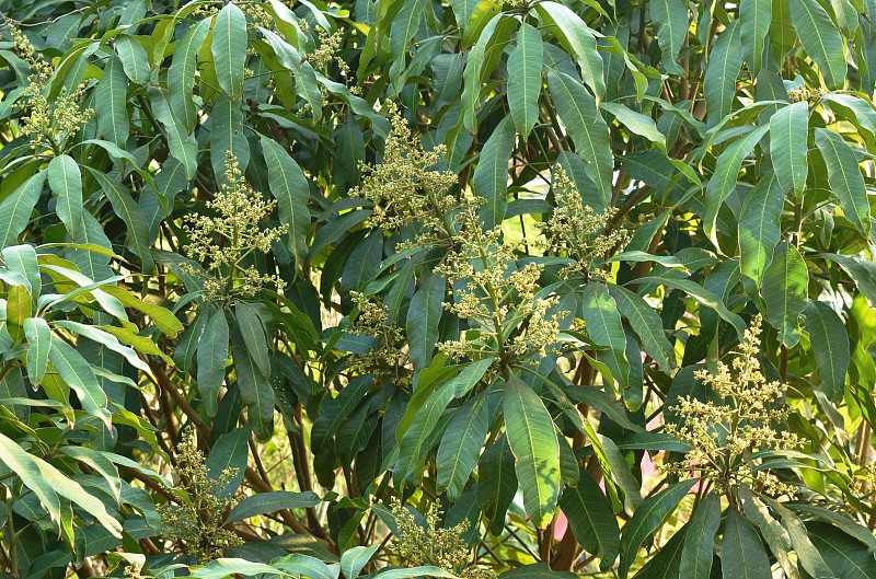 芒果花在树梢绽放，等待雨水的滋润，在花园里结出果实