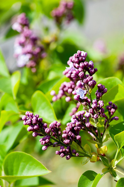 紫色的丁香花布什