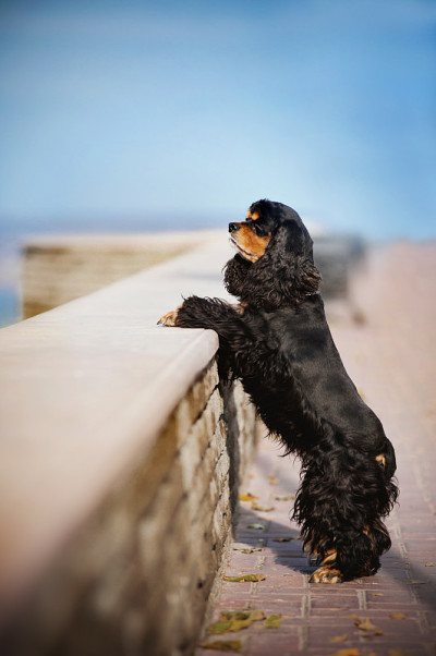 美国可卡犬停留