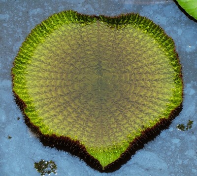 Victoria amazonica