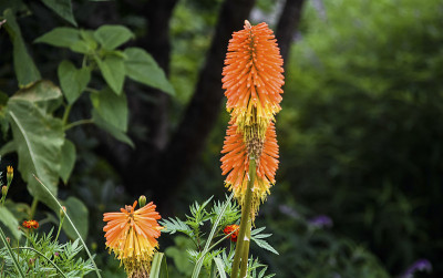花的长棒