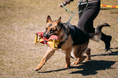 德国牧羊犬训练。咬人的阿尔萨斯狼犬