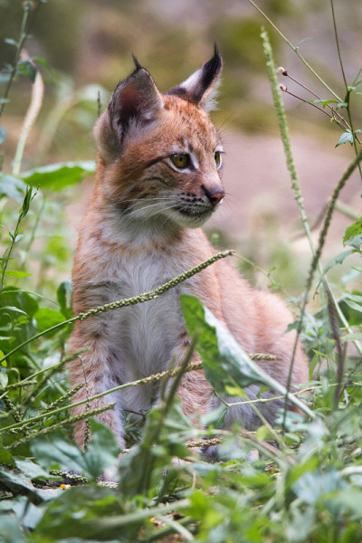 山猫幼崽