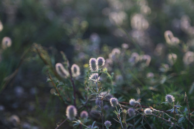 野花盛开，鲜艳，野生，紫色，花朵映衬着绿草背景的植物，
