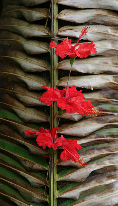 芙蓉花