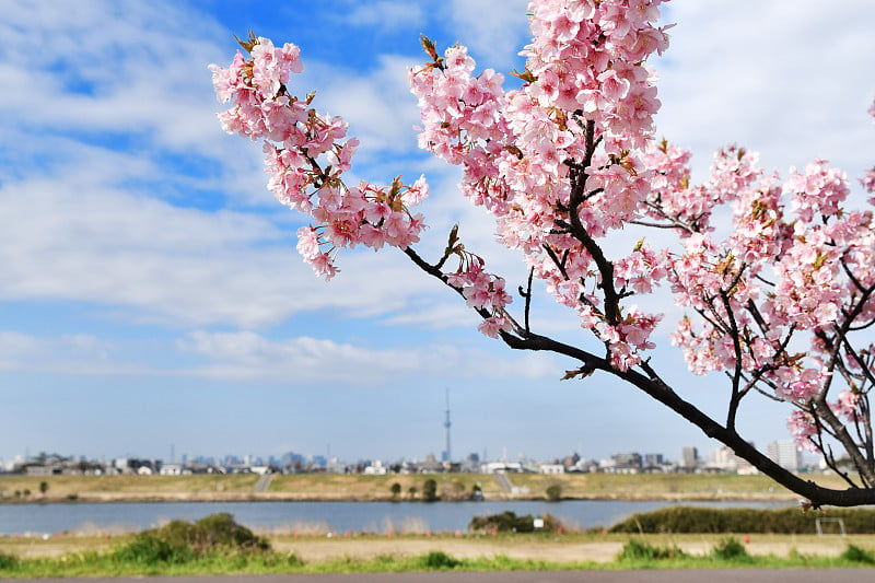 江户川河津樱花盛开