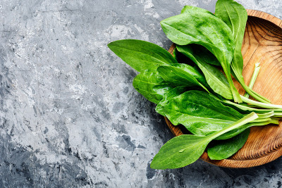 Plantain-valuable药用植物
