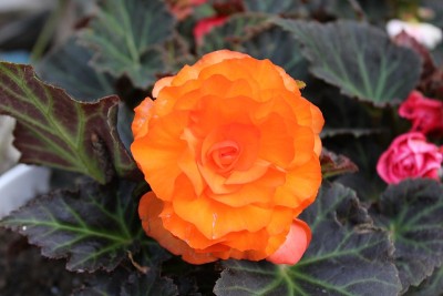 花和自然