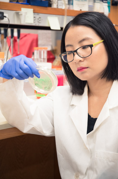 科学家在检查培养皿