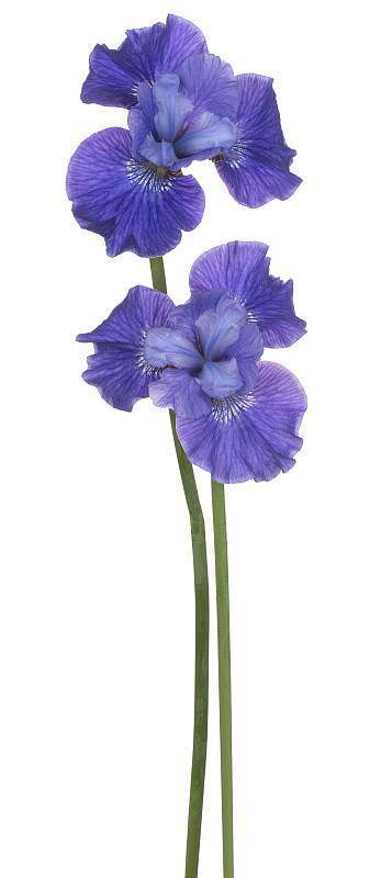 花孤立