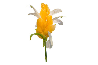 黄豆黄花。