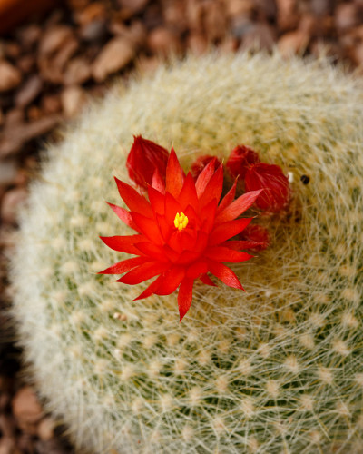 红橙色的仙人掌花，Parodia Notocactus haselbergii或猩红球仙人掌植物