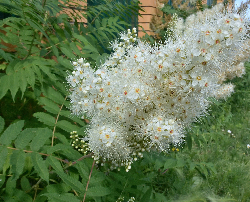 花月花，鄂木斯克地区，西伯利亚，俄罗斯