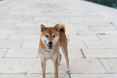 日本柴犬纯种犬