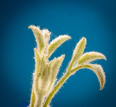 水珠落在绿色植物上