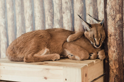 狞猫的猫