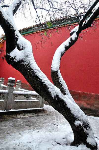 故宫御花园下大雪