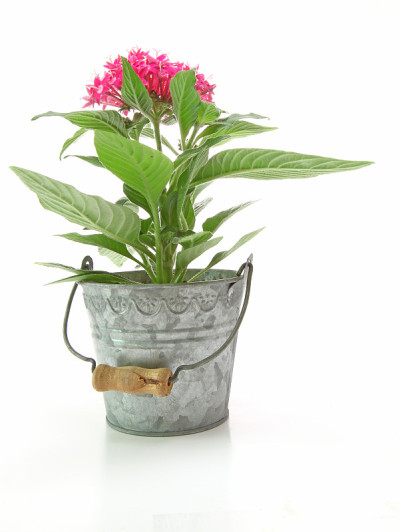 铁罐里的Pentas