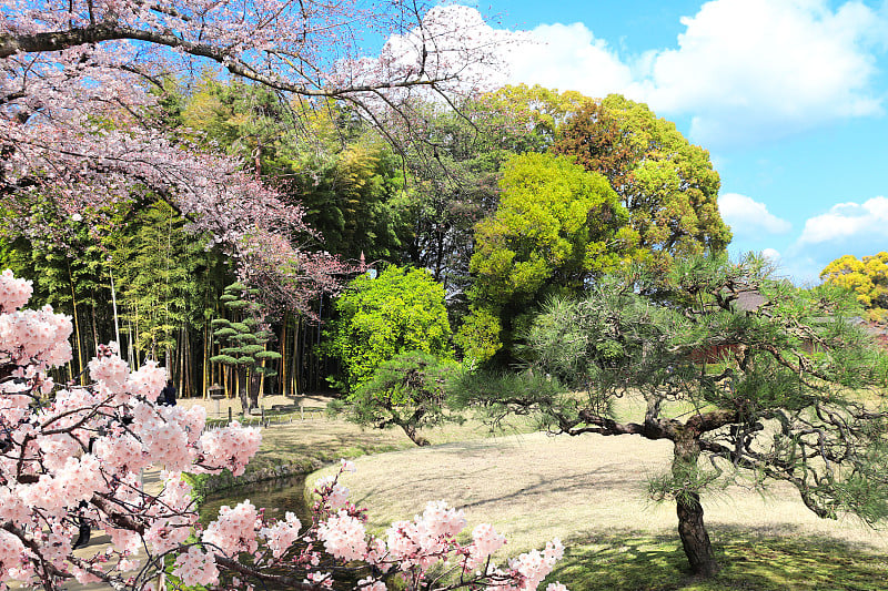 日本冈山小石川乐园里盛开的樱花