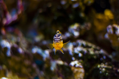 水族馆里充满活力的游泳慈鲷鱼