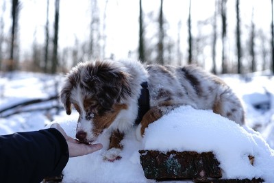 狗狗小狗冬天的雪