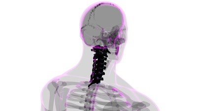 人体骨骼脊柱颈椎解剖3D