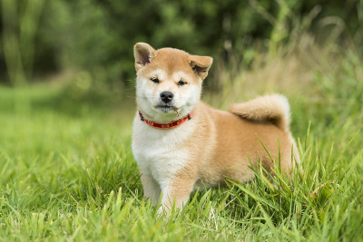 柴犬
