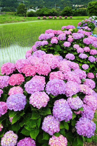 绣球花