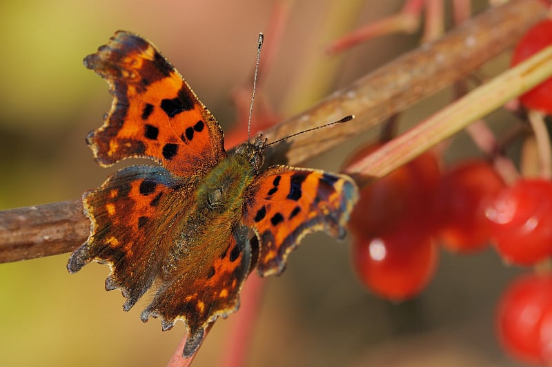 Polygonia c-album