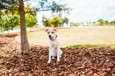 比特斗牛梗混合犬