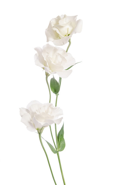美丽的白色花孤立在白色。Eustoma