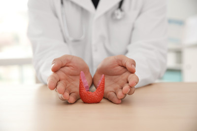 医生与塑料模型的健康甲状腺在办公室木桌，特写