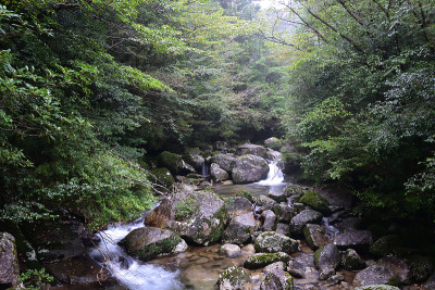 日本屋久岛的雪松林深处