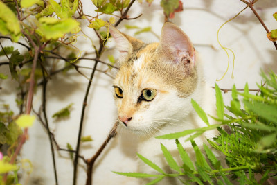 猫。