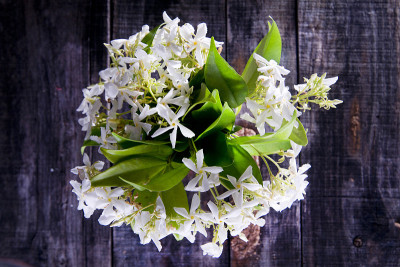 茉莉花