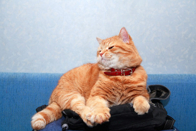 姜家猫