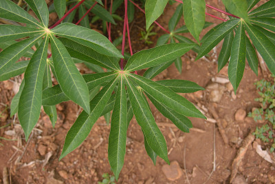 木薯的叶子