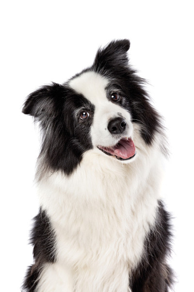 边境牧羊犬牧羊犬