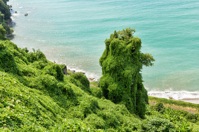海边的热带丛林